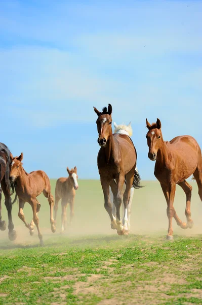 Caballo — Foto de Stock