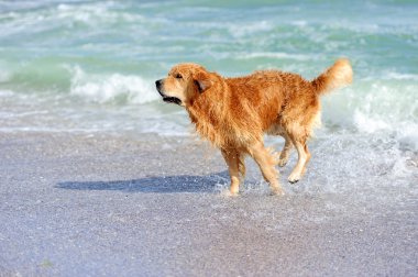 Genç golden retriever