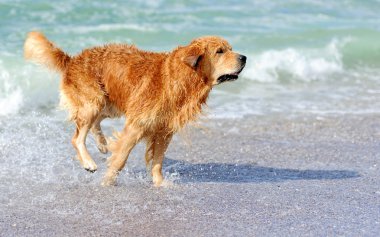 Genç golden retriever