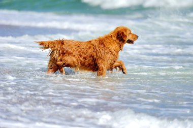 Genç golden retriever