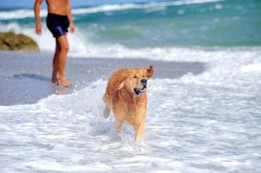 Genç golden retriever