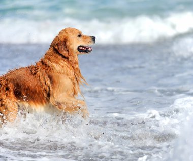 Genç golden retriever