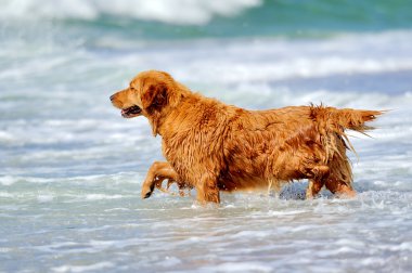 Genç golden retriever