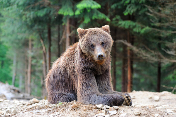 Brown bear in forest after rain