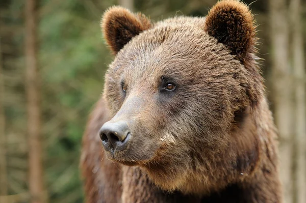 Urso — Fotografia de Stock