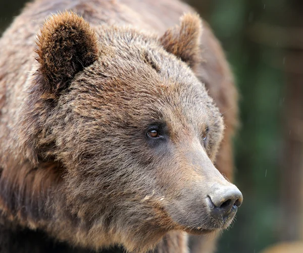 Urso — Fotografia de Stock