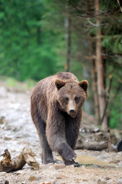 Urso — Fotografia de Stock