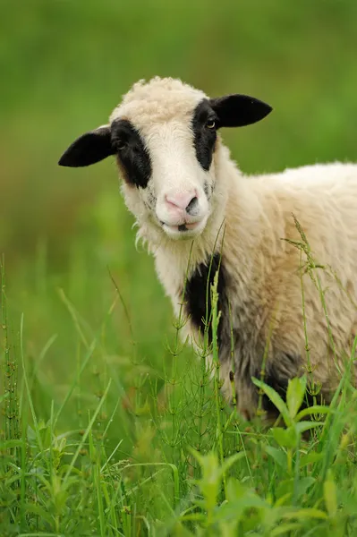 White sheep in grass — Stock Photo, Image