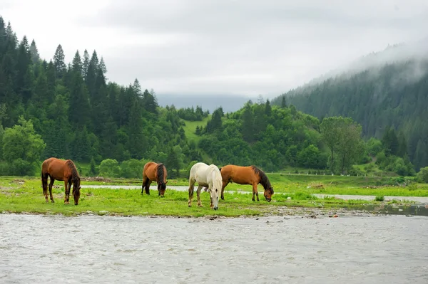 Cavallo — Foto Stock