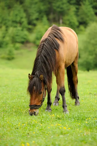 Pferd — Stockfoto