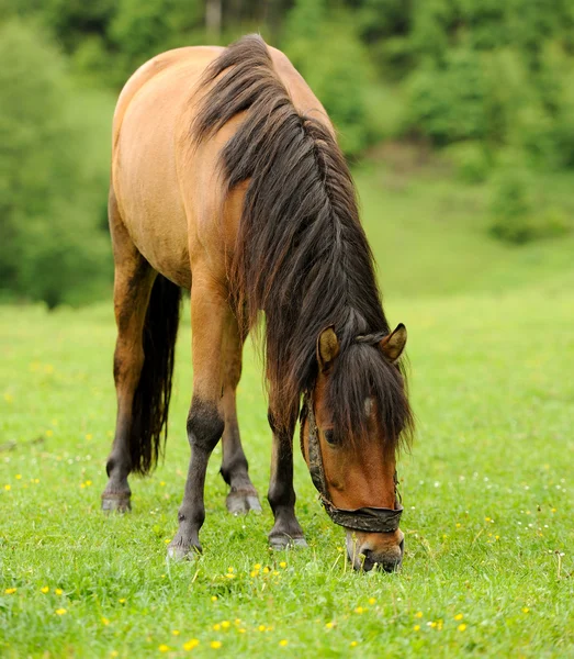 Cavalo — Fotografia de Stock