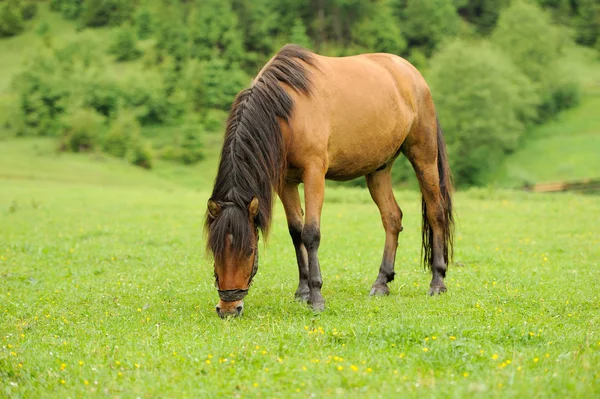 Pferd — Stockfoto