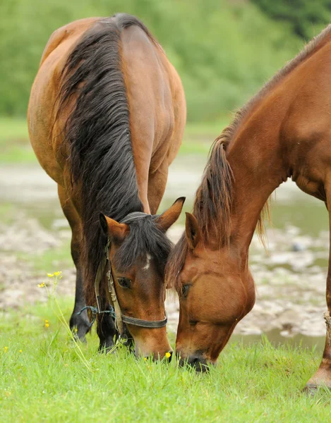 Cavalo — Fotografia de Stock