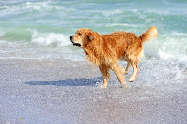 Joven golden retriever — Foto de Stock