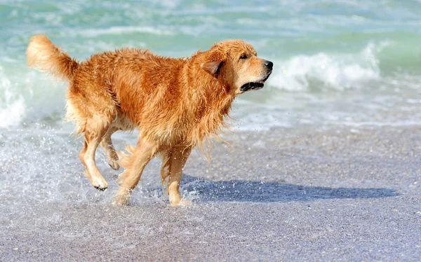 Giovane golden retriever — Foto Stock