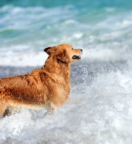 Jeune golden retriever — Photo