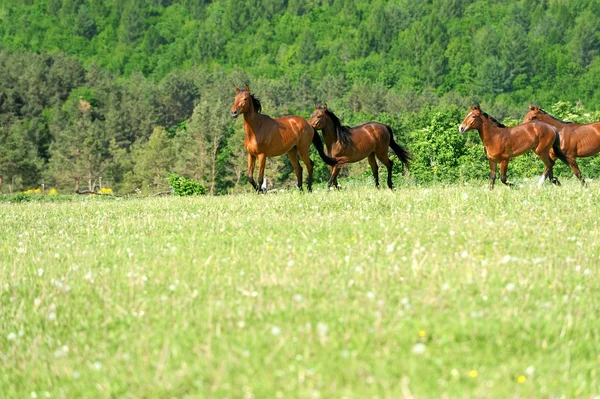 Cavallo — Foto Stock