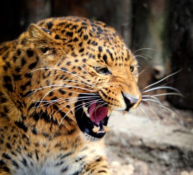 leopar