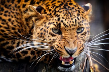 leopar