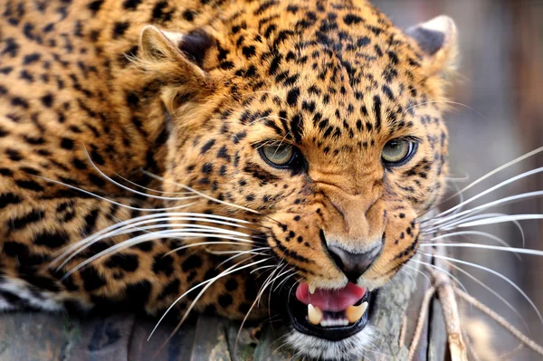 Leopard — Stock Photo, Image