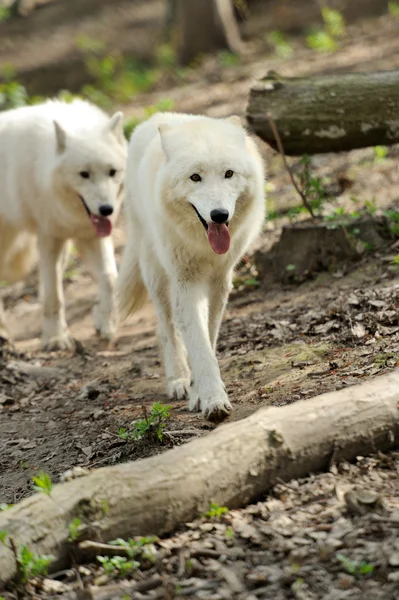 Lobo branco selvagem — Fotografia de Stock
