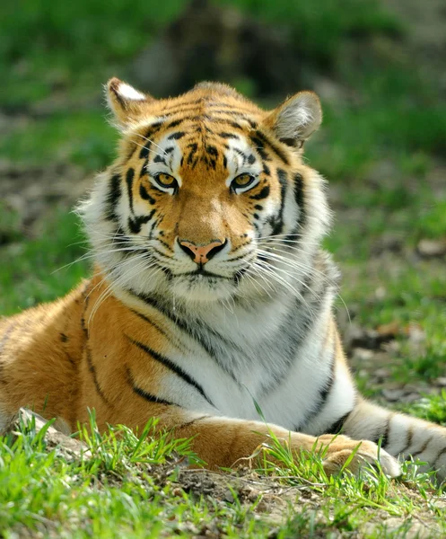 Tiger — Stockfoto