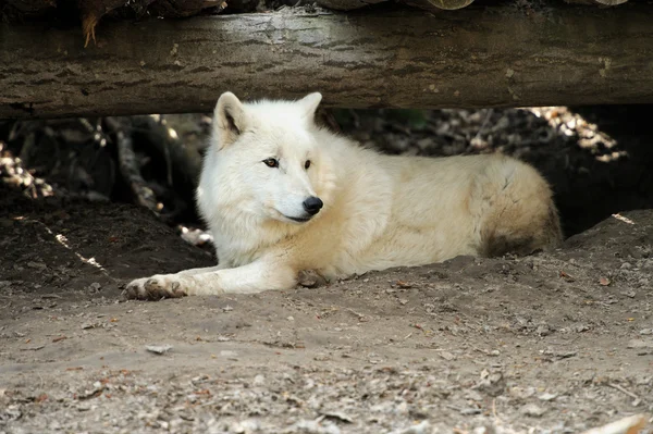 Lobo branco selvagem — Fotografia de Stock