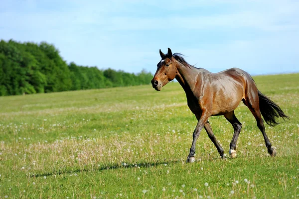 Caballo — Foto de Stock