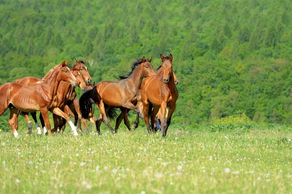 Caballo — Foto de Stock