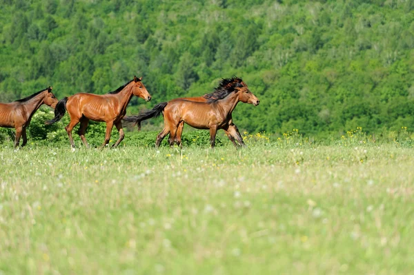 Pferd — Stockfoto