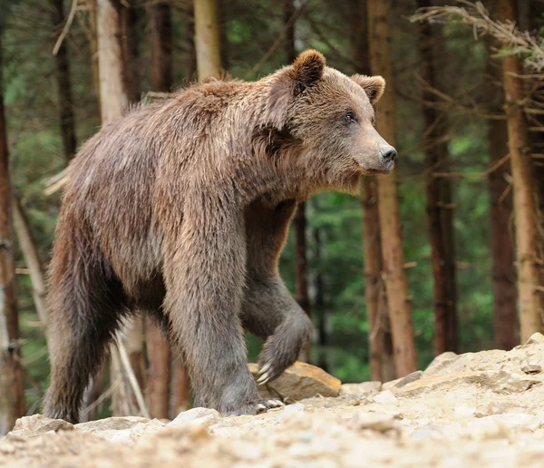 Bear — Stock Photo, Image