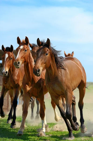 Horse — Stock Photo, Image