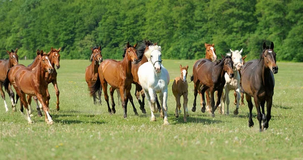 Horse — Stock Photo, Image