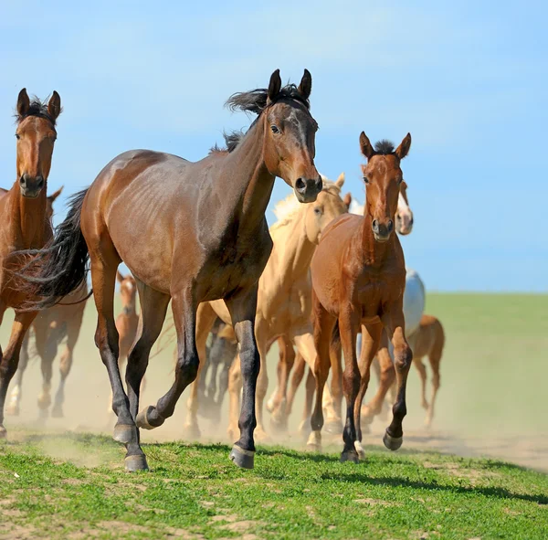 Horse — Stock Photo, Image