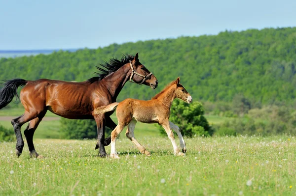 Paard — Stockfoto