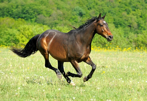 Horse — Stock Photo, Image