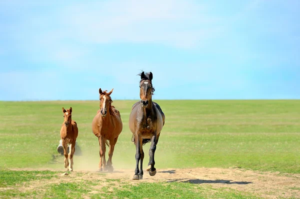 Horse — Stock Photo, Image