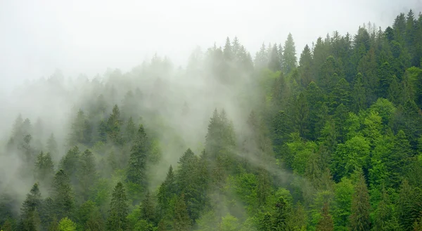 山霧を風景します。 — ストック写真