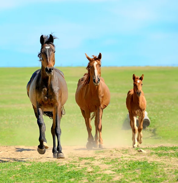 Paard — Stockfoto