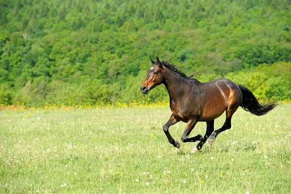 Horse — Stock Photo, Image