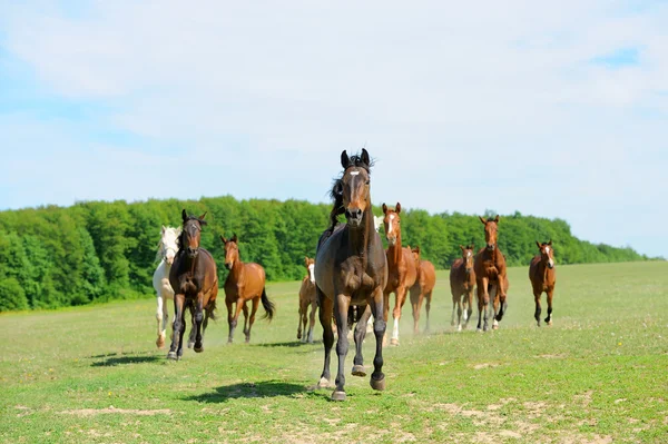 Horse — Stock Photo, Image