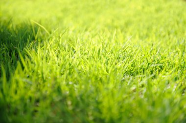 çim arka plan closeup fotoğraf