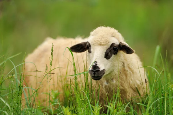 Белая овца в траве — стоковое фото