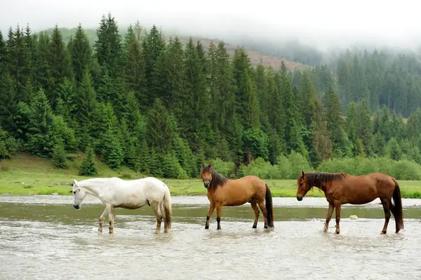 Un caballo en un río —  Fotos de Stock