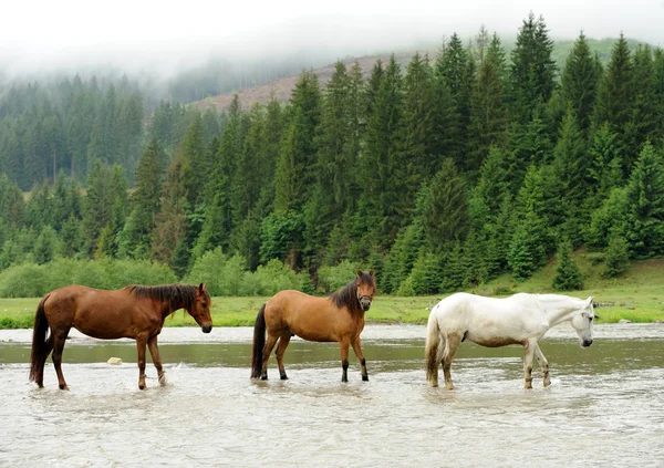 Koń w rzece — Zdjęcie stockowe