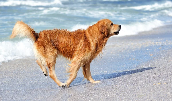 Młody złoty pies myśliwski — Zdjęcie stockowe