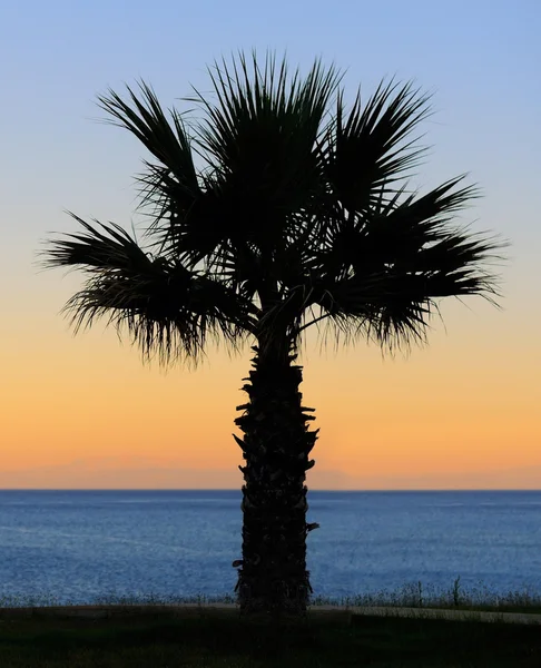 Palm trees sunset — Stock Photo, Image