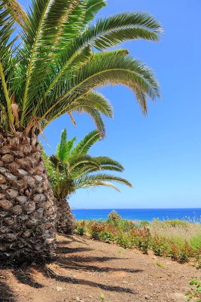 Palm tree — Stock Photo, Image