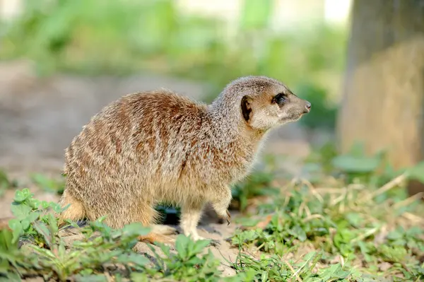 Meerkat. — Foto de Stock