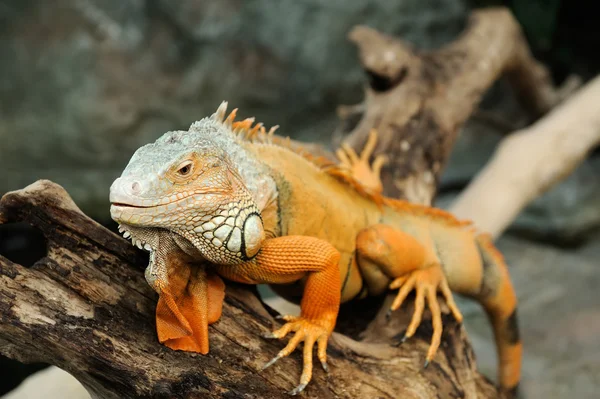 Iguana — Fotografia de Stock